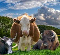 Breeds of Cattle